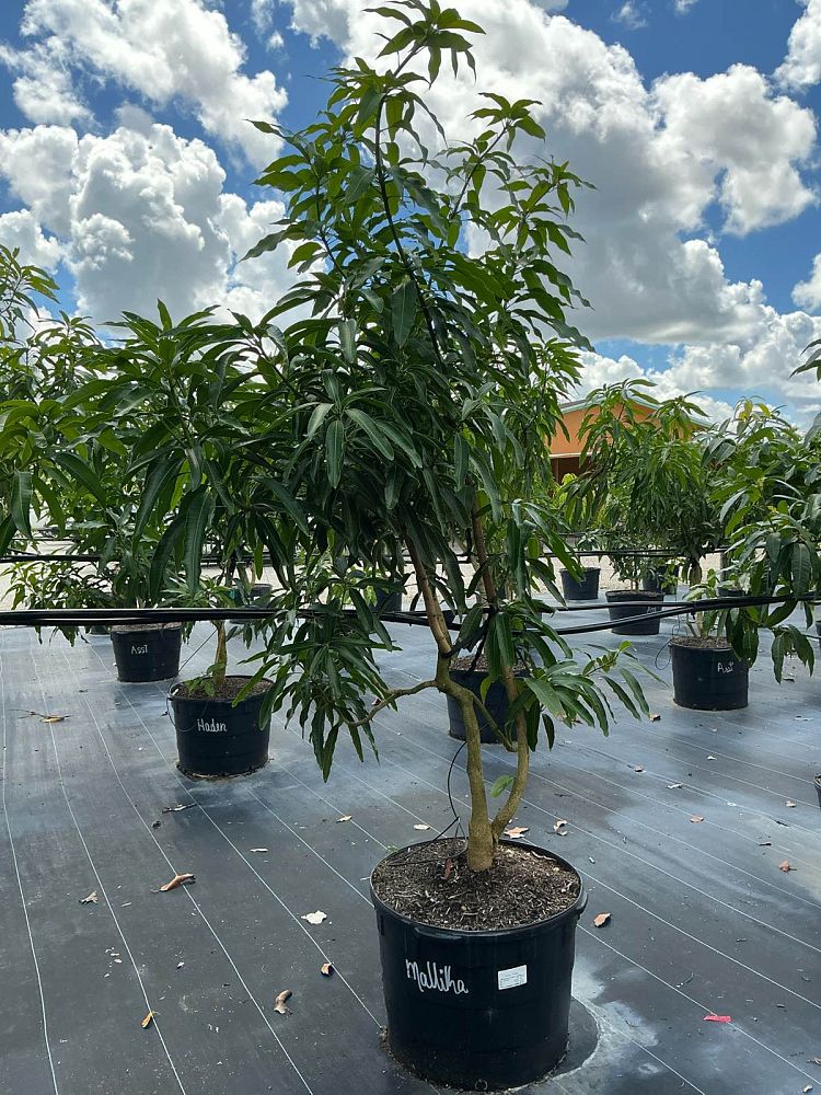 mangifera-indica-mallika-mango