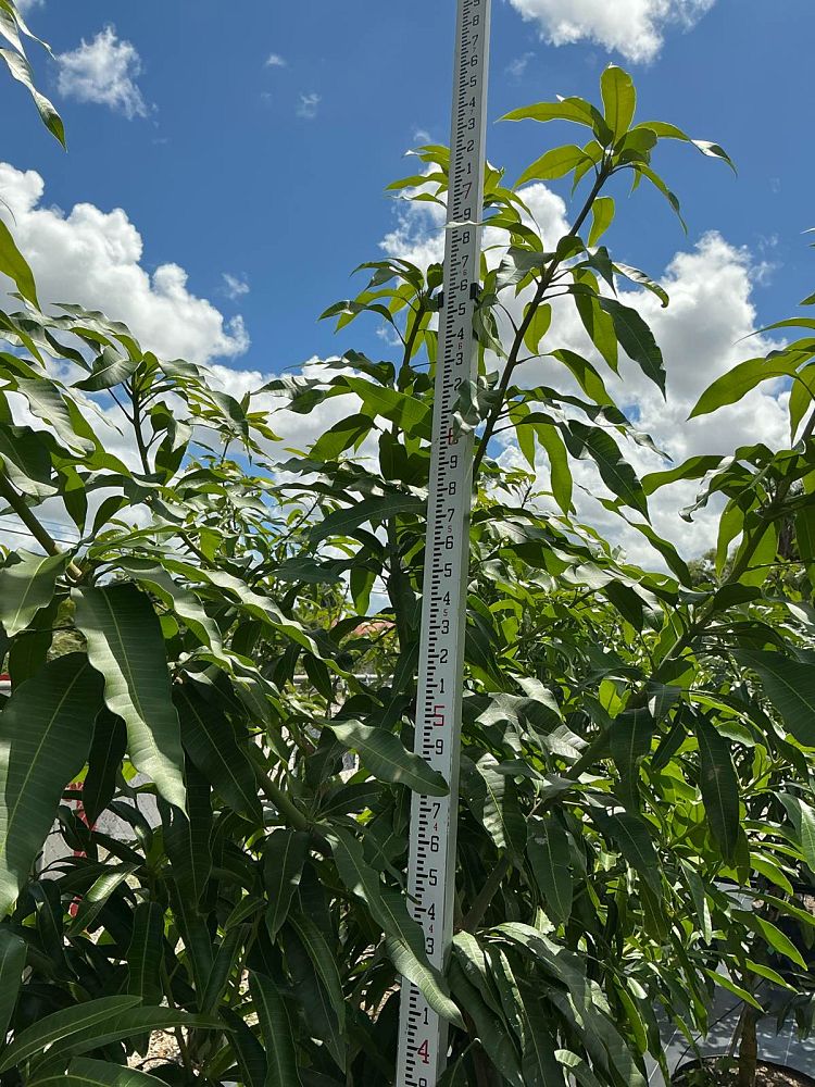 mangifera-indica-mallika-mango