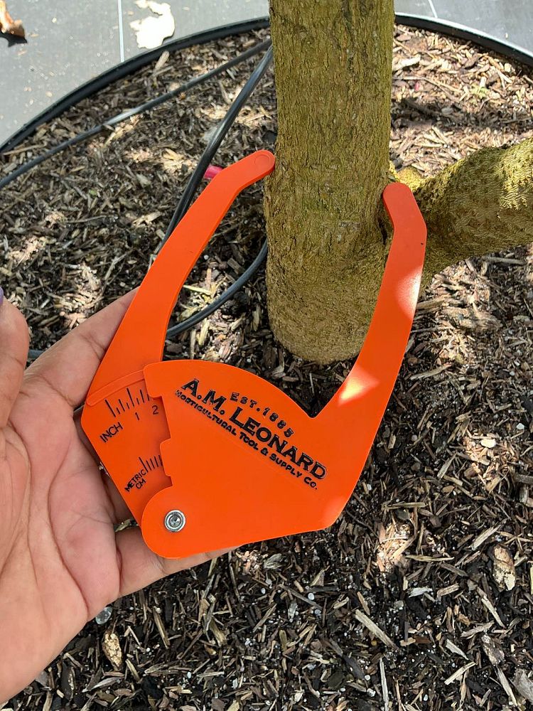 mangifera-indica-mallika-mango