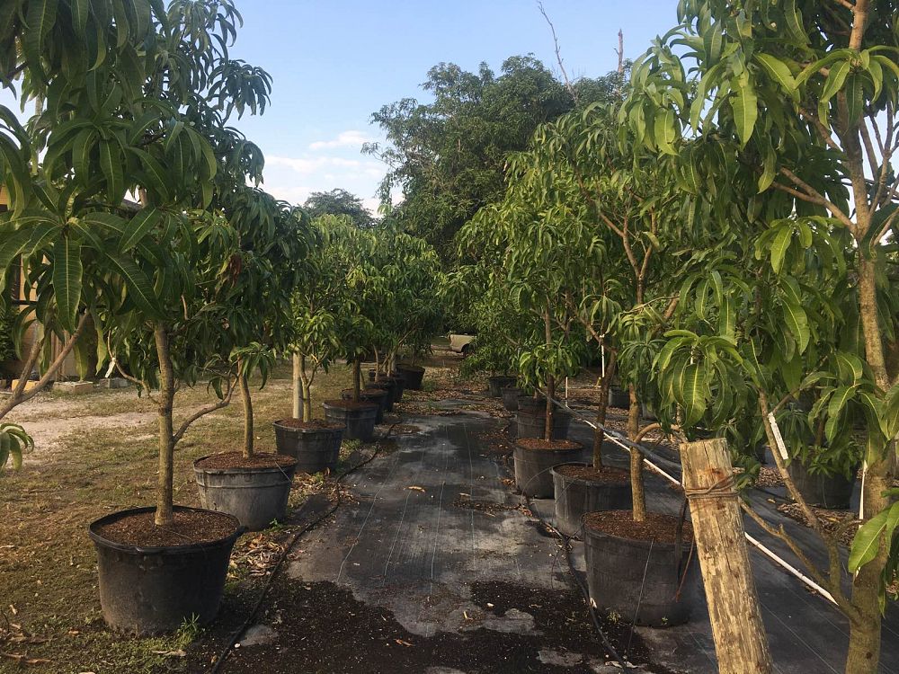 mangifera-indica-mango