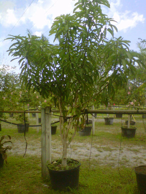 mangifera-indica-mango