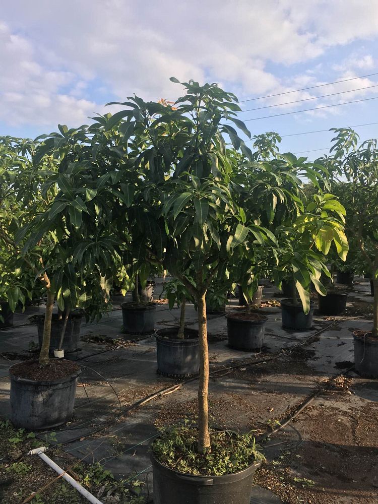 mangifera-indica-mango