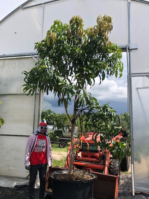mangifera-indica-mango