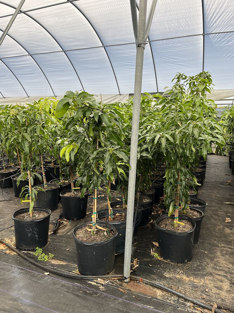 mangifera-indica-mango