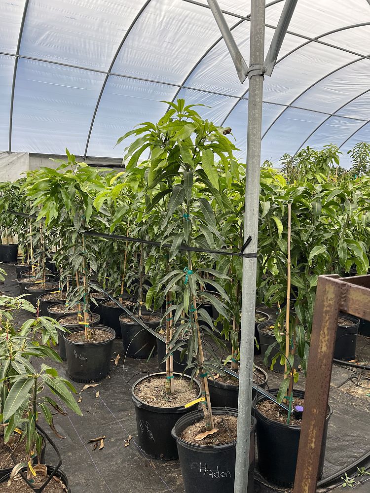 mangifera-indica-mango