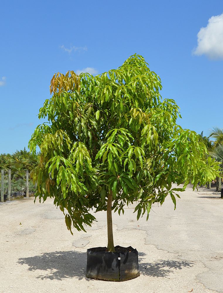 mangifera-indica-mango