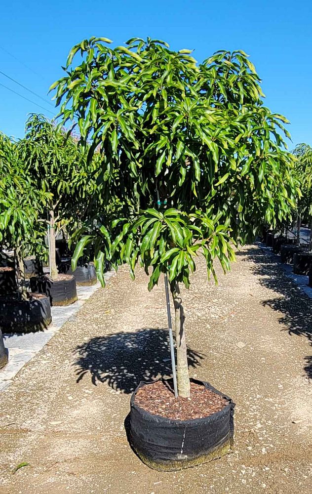 mangifera-indica-mango