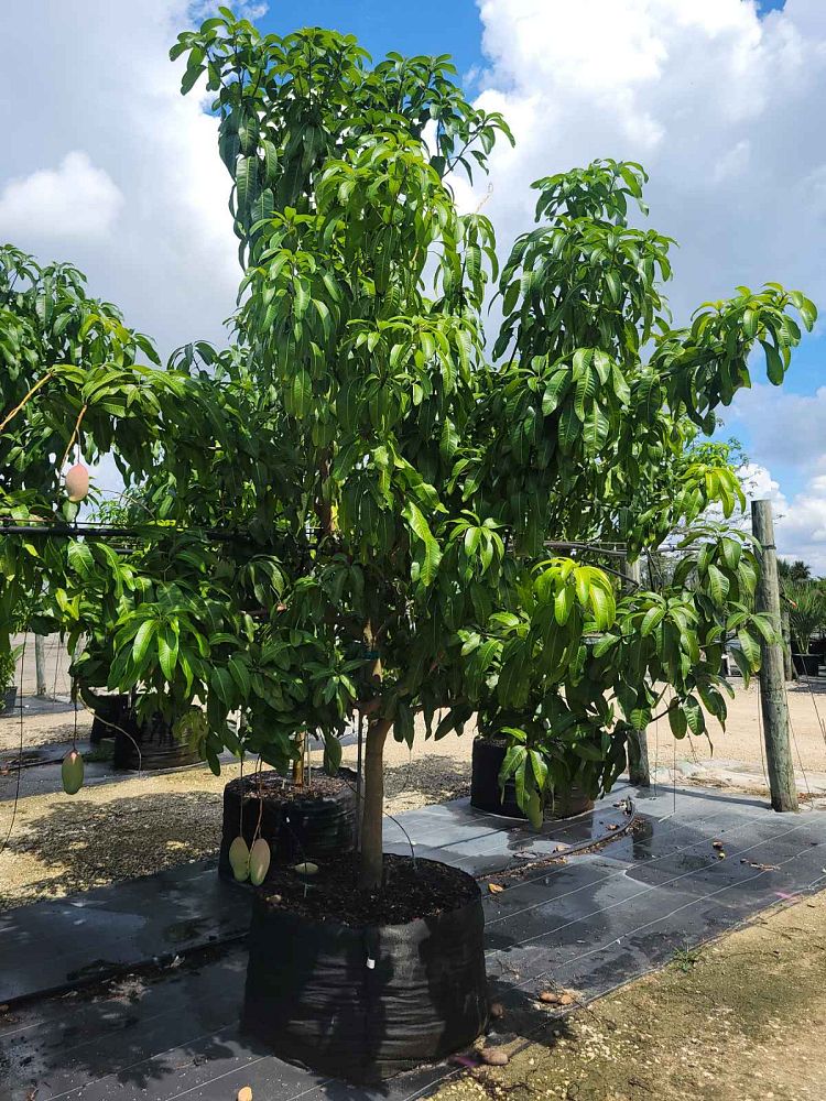 mangifera-indica-mango