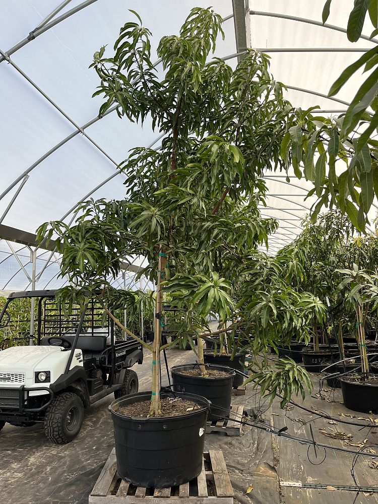 mangifera-indica-mango