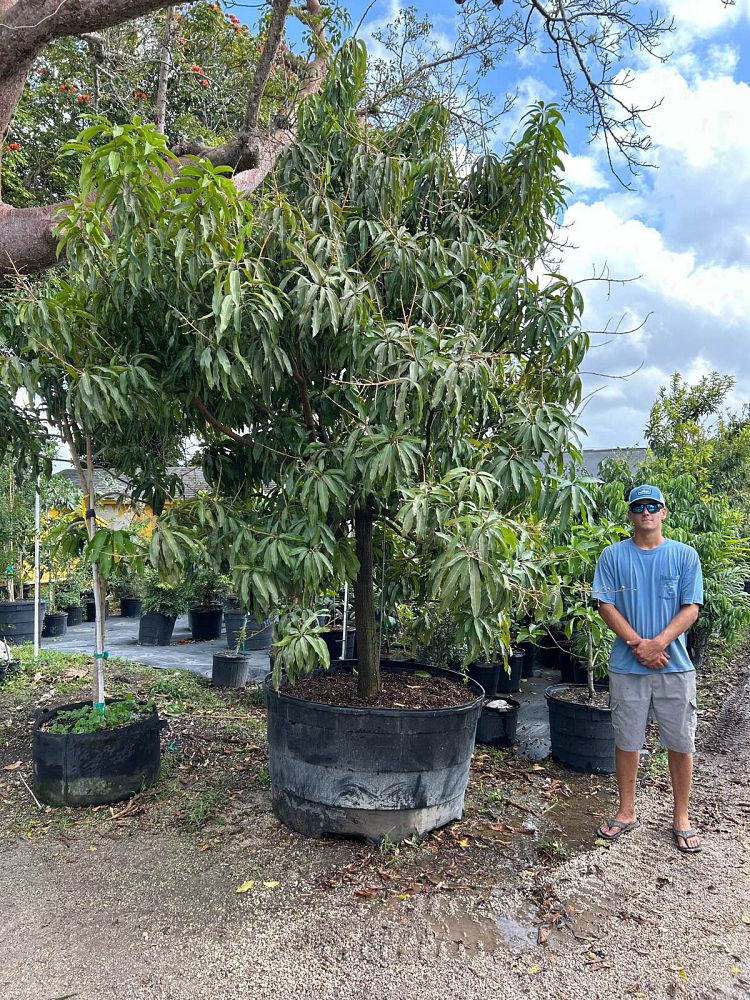 mangifera-indica-mango