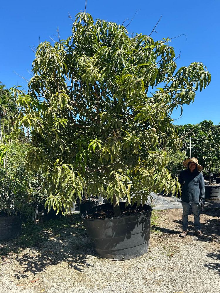 mangifera-indica-mango