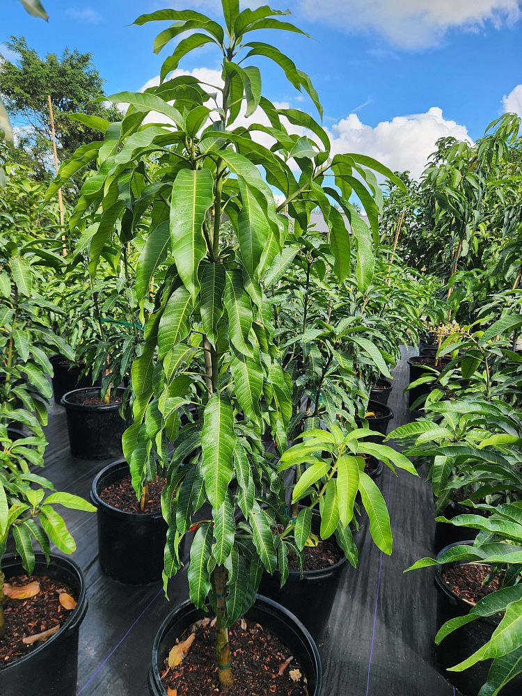 mangifera-indica-nam-doc-mai-mango