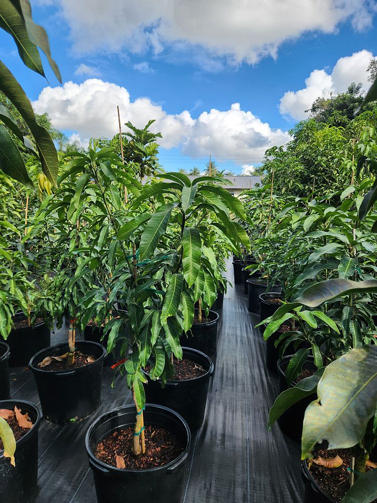 mangifera-indica-nam-doc-mai-mango