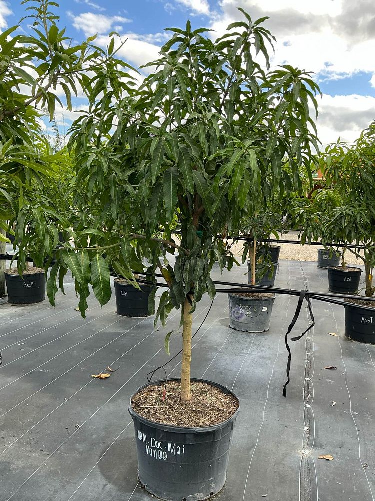mangifera-indica-nam-doc-mai-mango