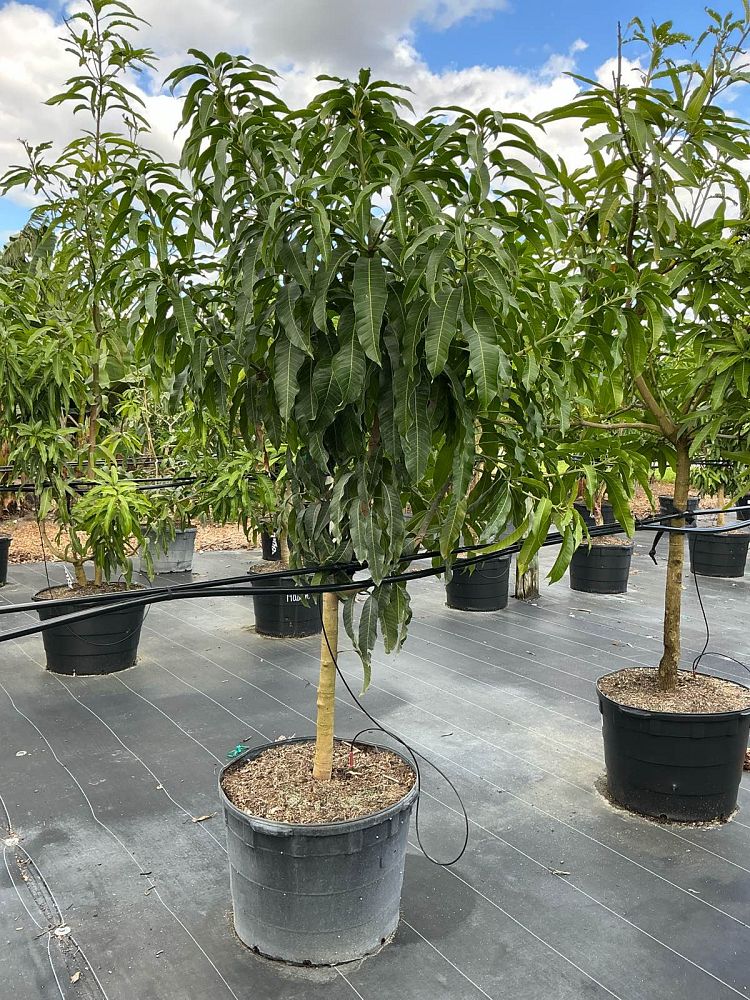 mangifera-indica-nam-doc-mai-mango