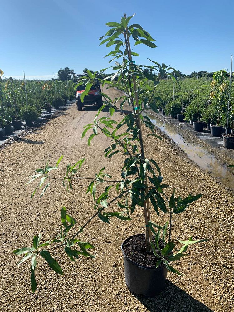 mangifera-indica-orange-sherbet-mango