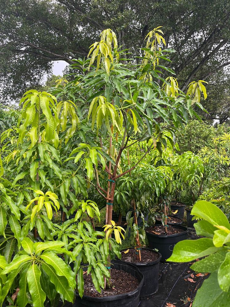 mangifera-indica-phillipine-mango