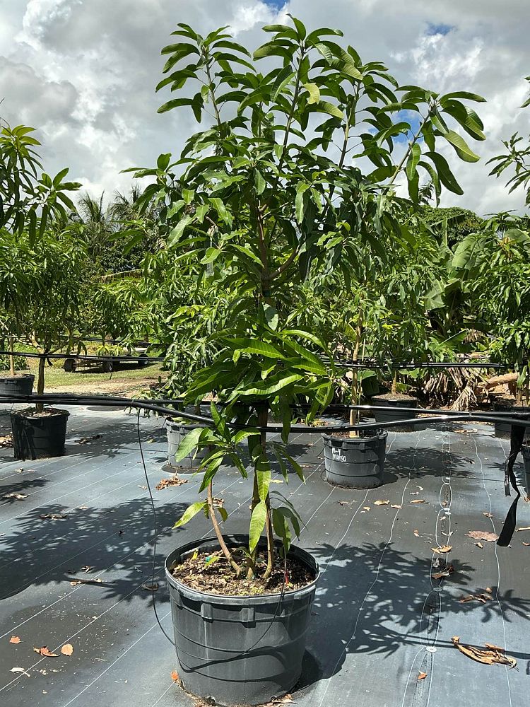 mangifera-indica-phillipine-mango