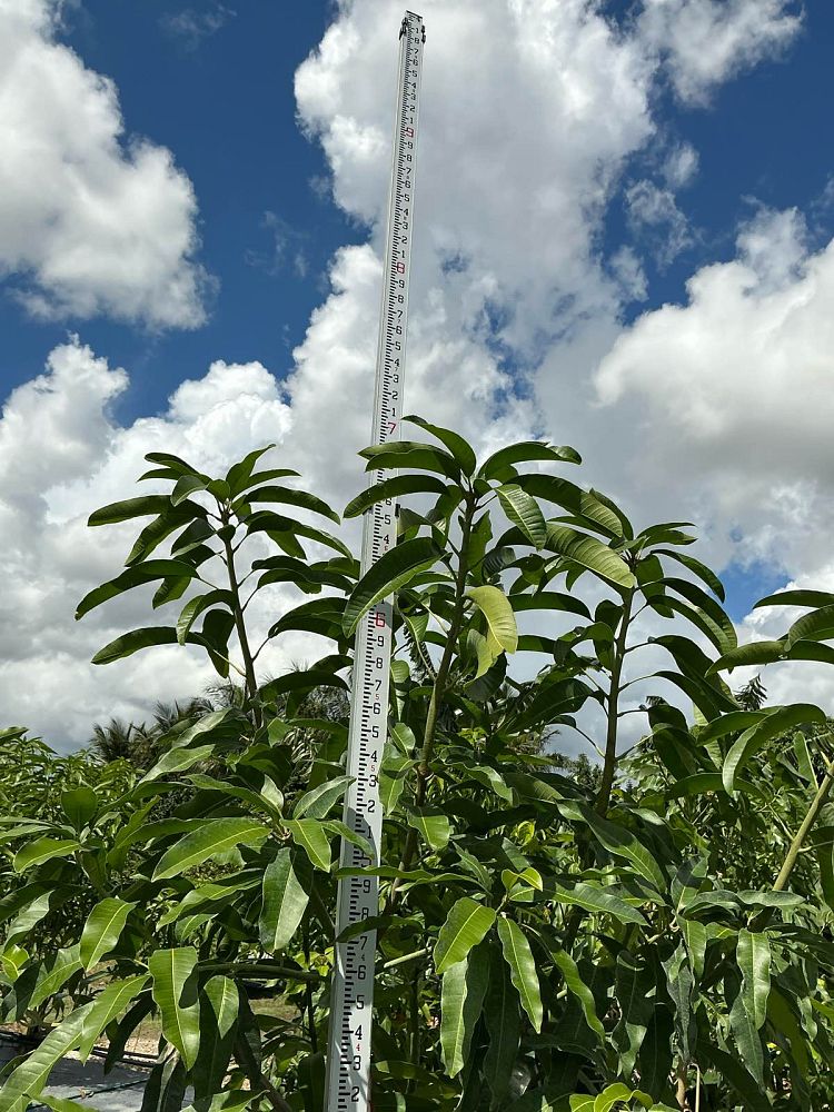 mangifera-indica-phillipine-mango