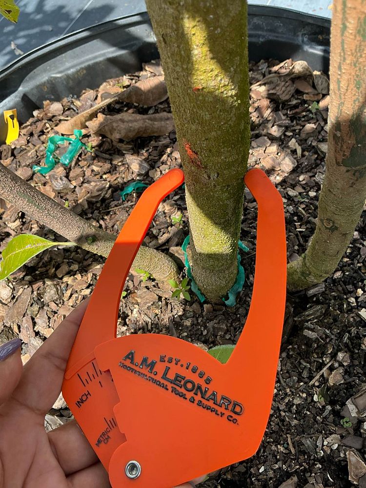 mangifera-indica-phillipine-mango