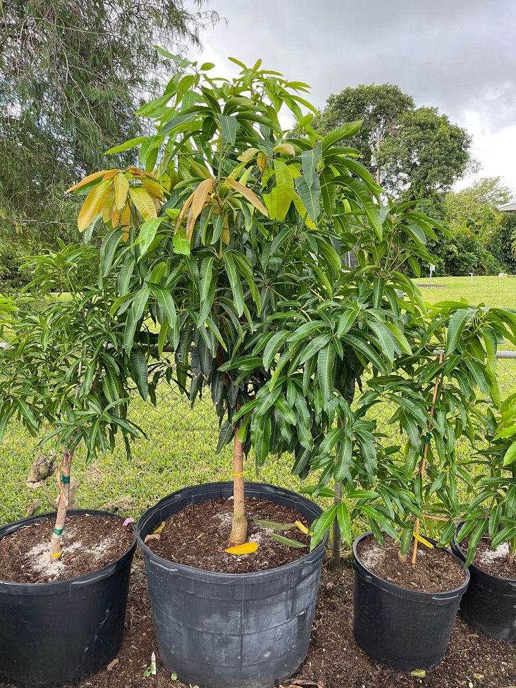 mangifera-indica-pickering-mango