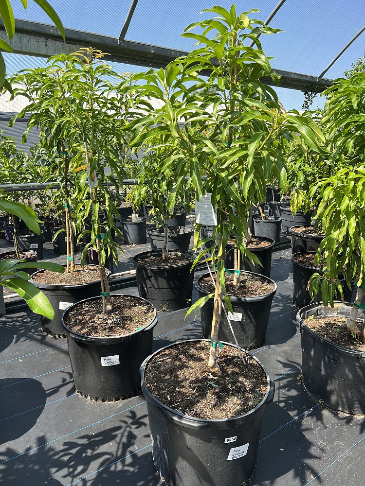 mangifera-indica-pina-colada-mango