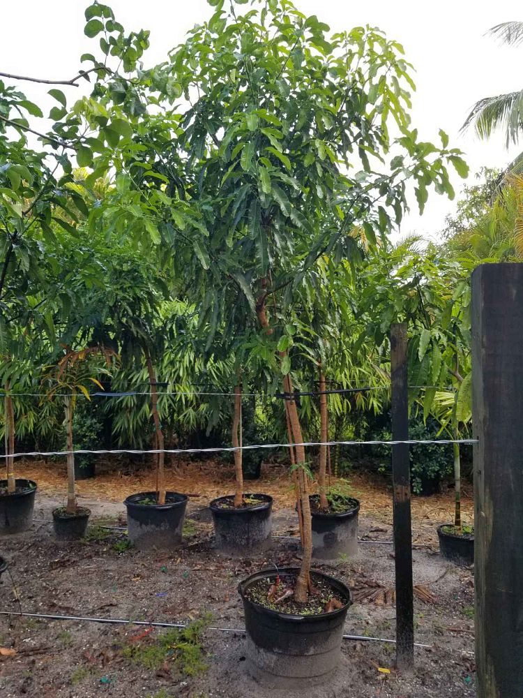mangifera-indica-po-pyu-kalay-lemon-meringue-mango