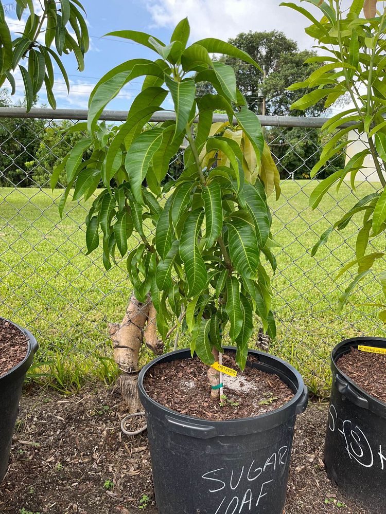 mangifera-indica-sugar-loaf-mango
