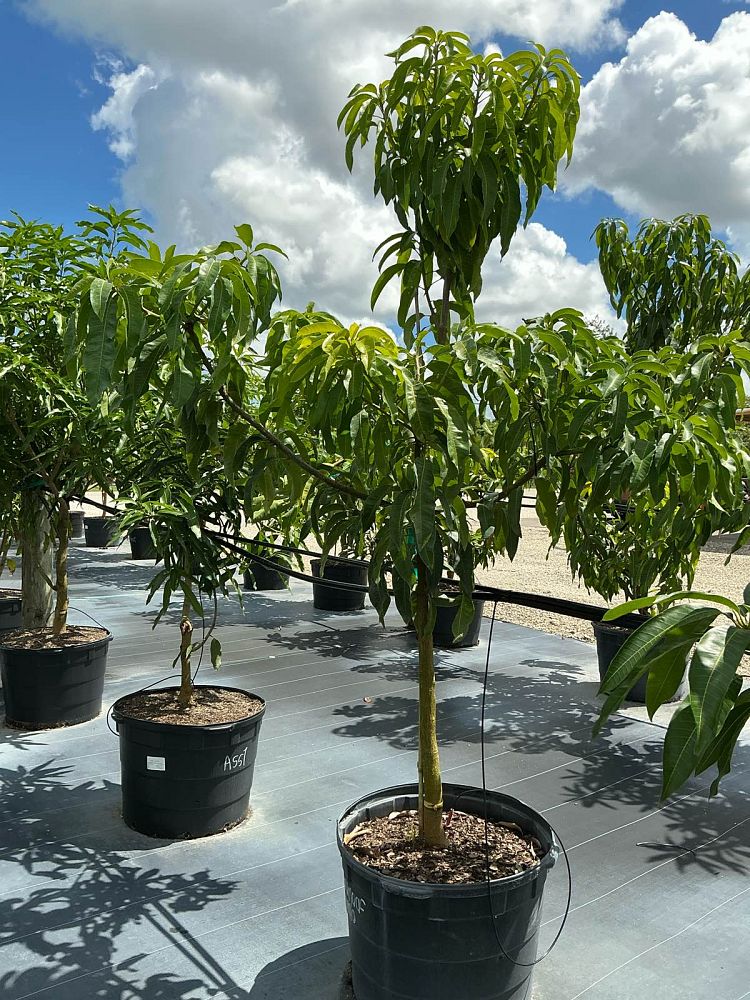 mangifera-indica-sugar-loaf-mango