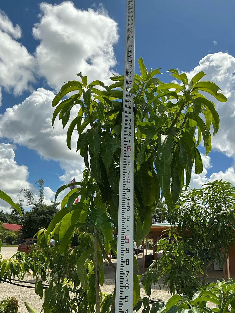 mangifera-indica-sugar-loaf-mango