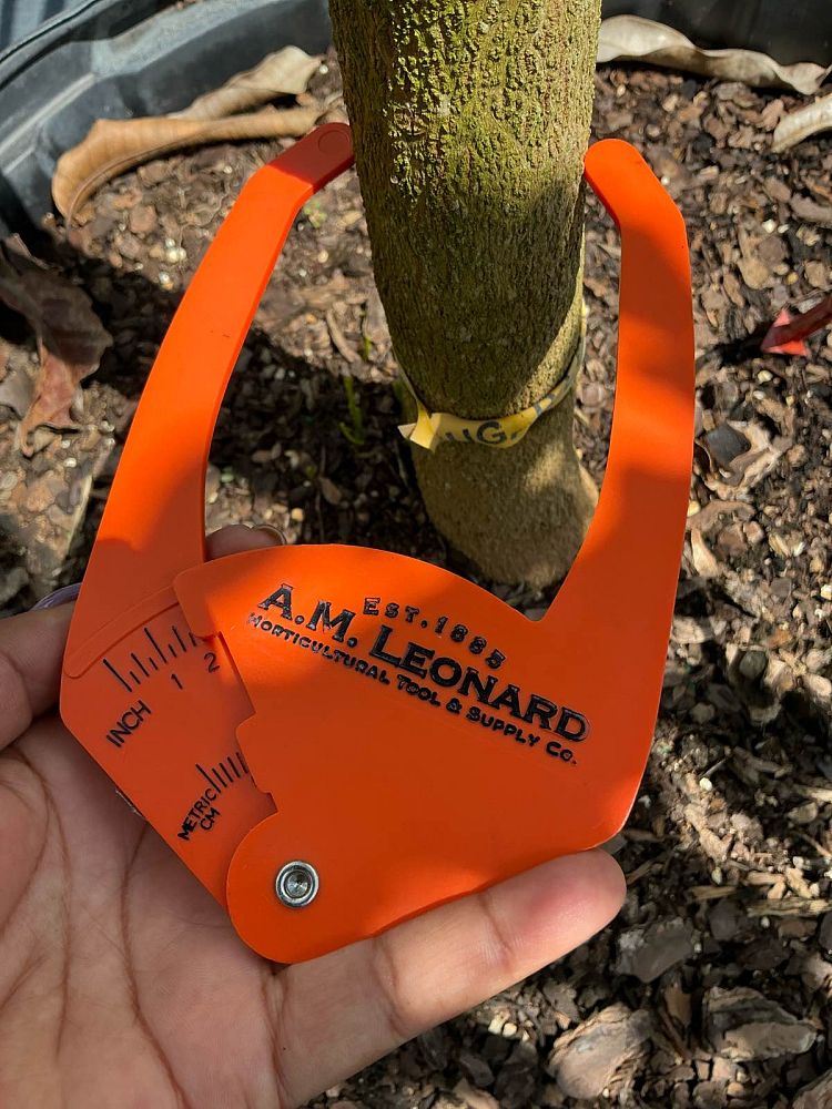 mangifera-indica-sugar-loaf-mango