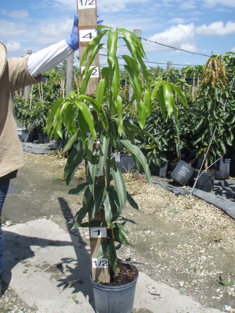 mangifera-indica-tommy-atkins-mango