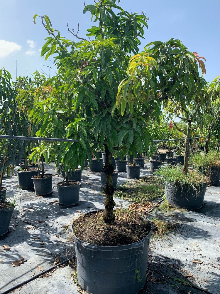 mangifera-indica-tommy-atkins-mango