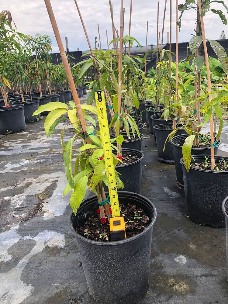mangifera-indica-tommy-atkins-mango