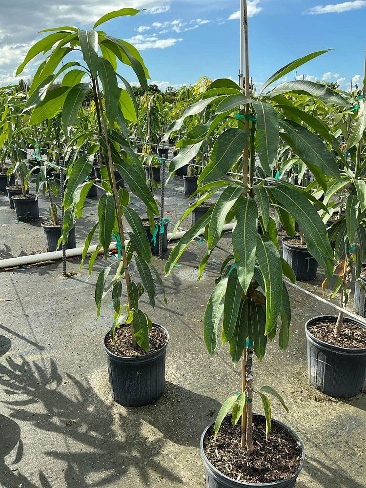 mangifera-indica-tommy-atkins-mango