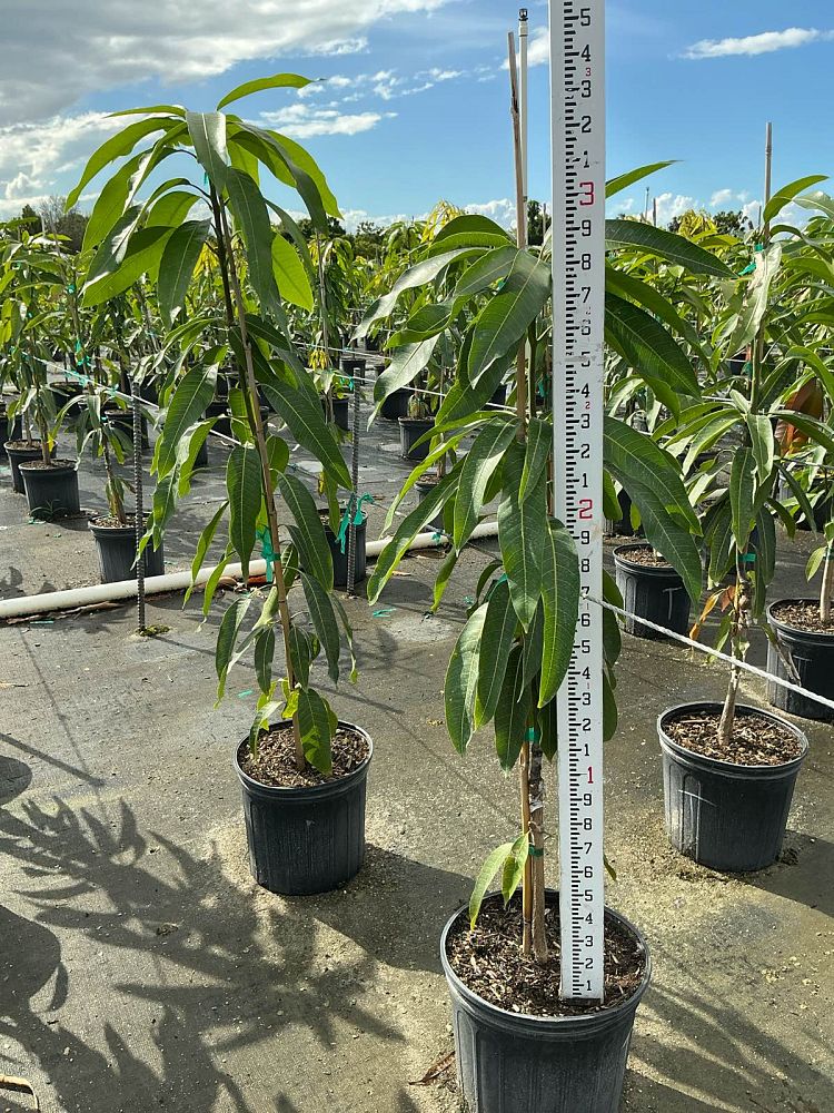 mangifera-indica-tommy-atkins-mango
