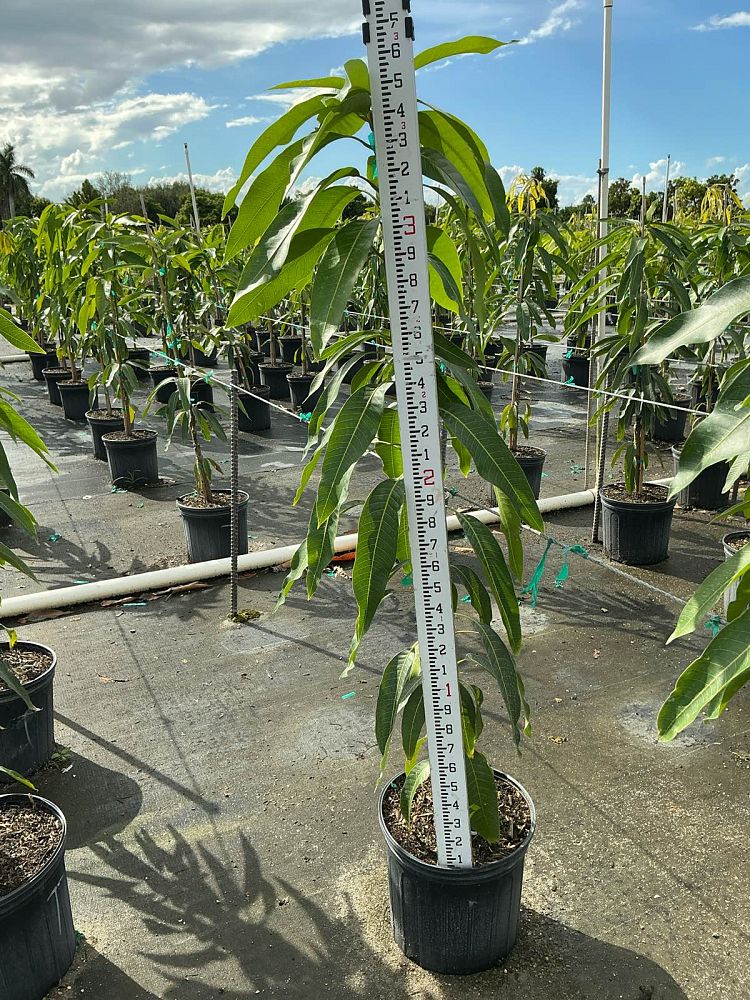 mangifera-indica-tommy-atkins-mango