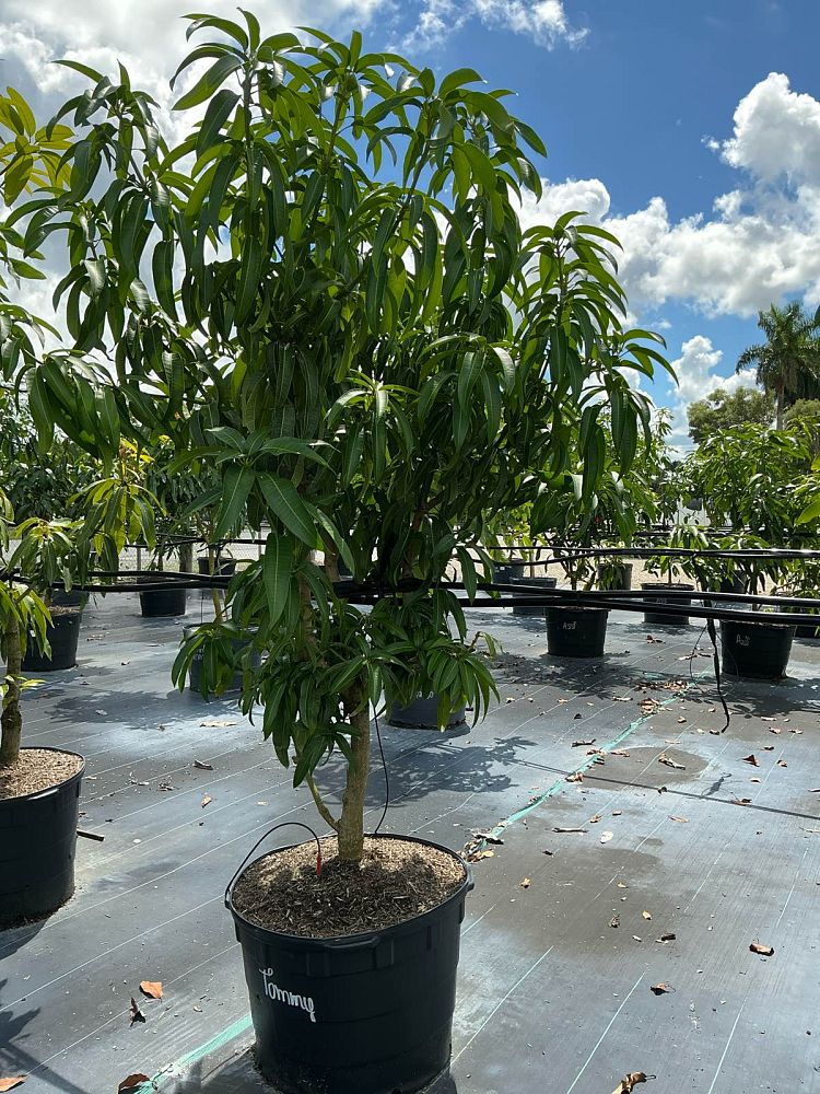 mangifera-indica-tommy-atkins-mango