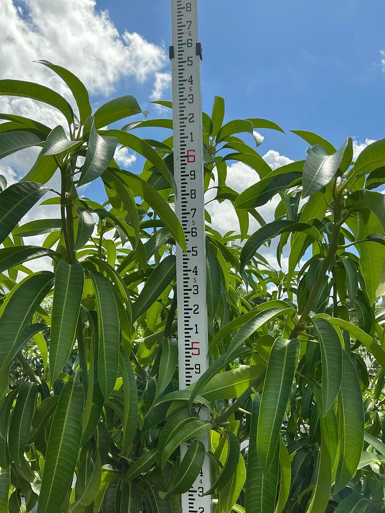 mangifera-indica-tommy-atkins-mango