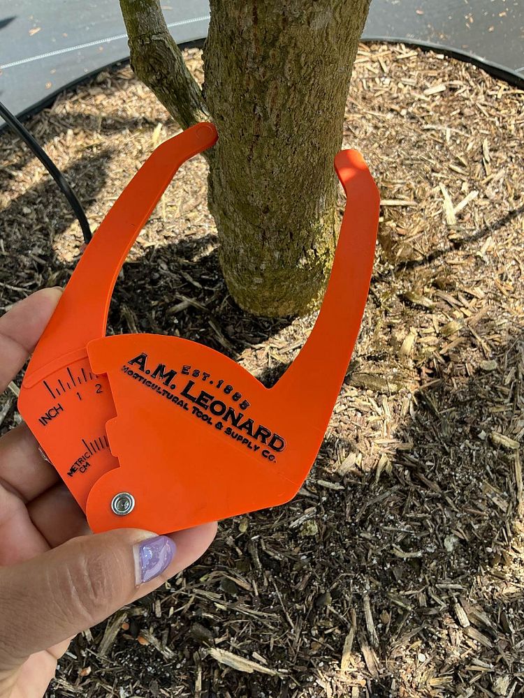 mangifera-indica-tommy-atkins-mango