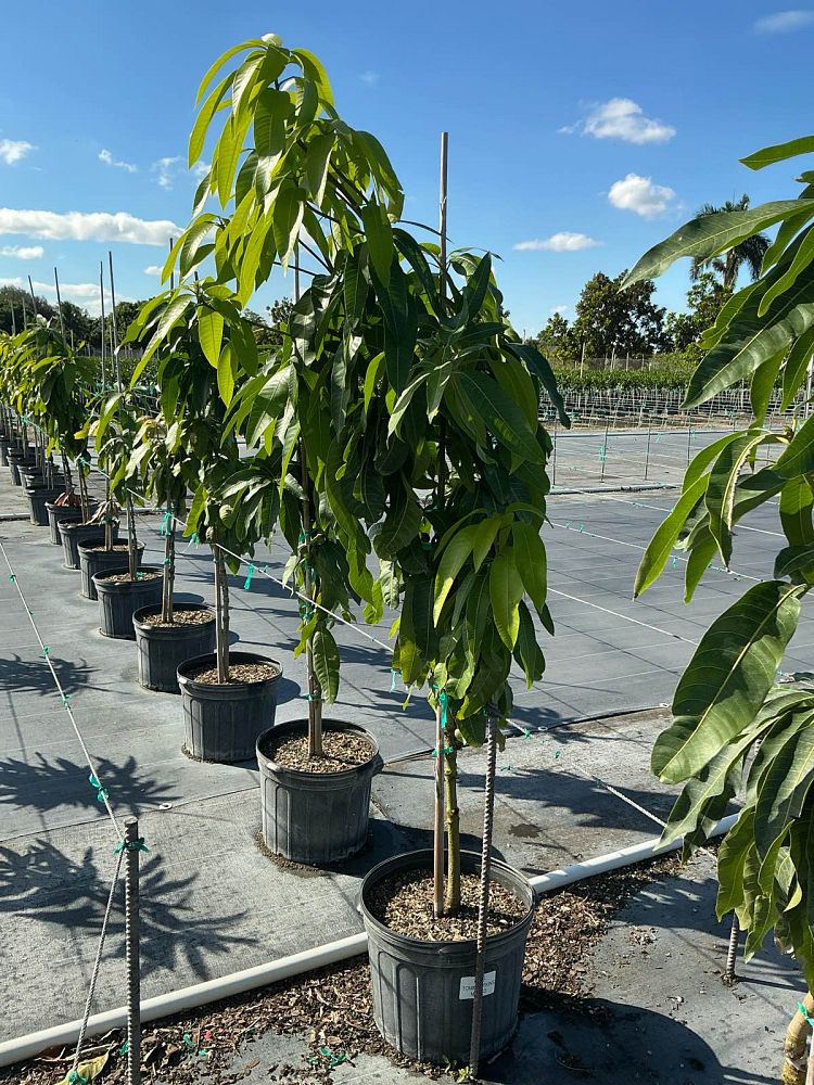 mangifera-indica-tommy-atkins-mango
