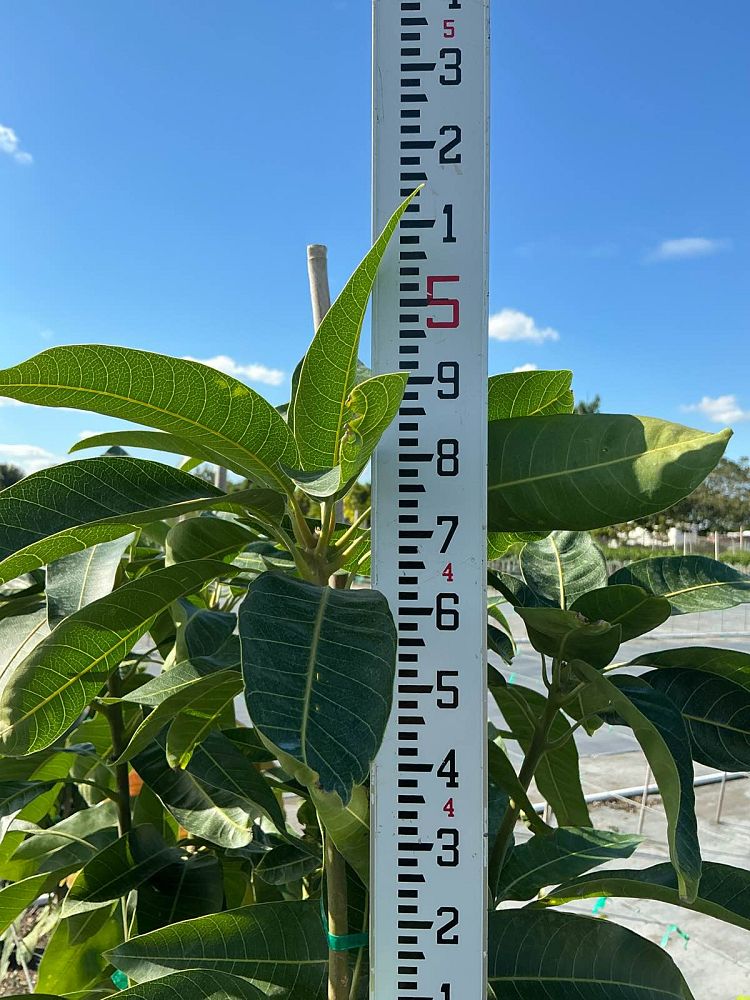 mangifera-indica-tommy-atkins-mango