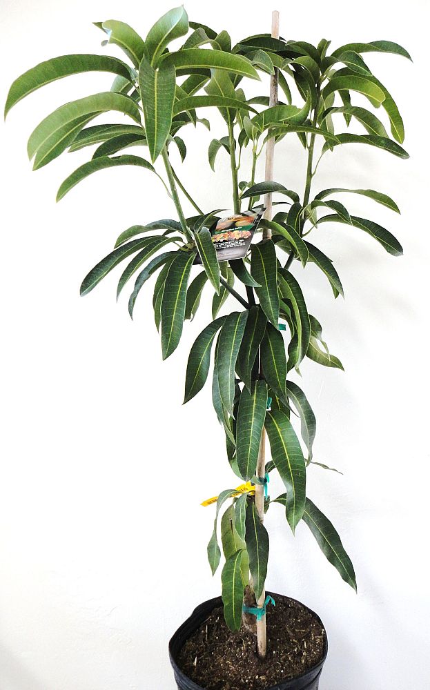mangifera-indica-valencia-pride-mango