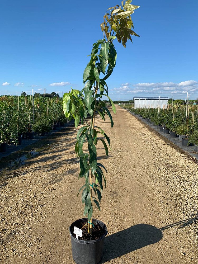 mangifera-indica-valencia-pride-mango