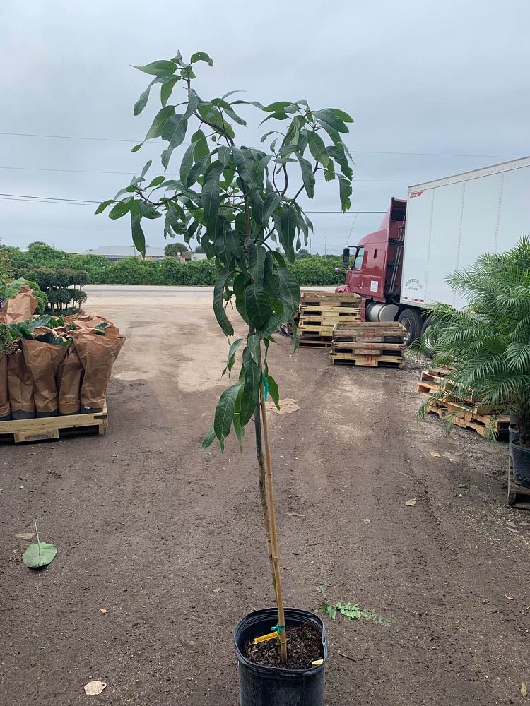 mangifera-indica-valencia-pride-mango