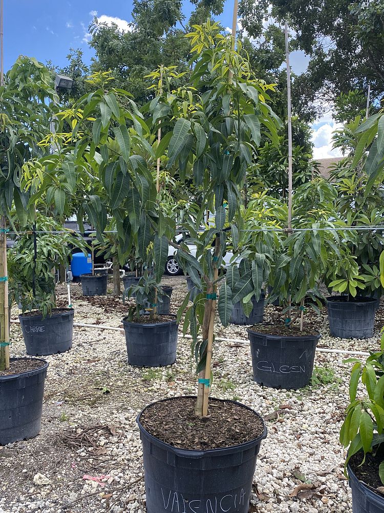 mangifera-indica-valencia-pride-mango