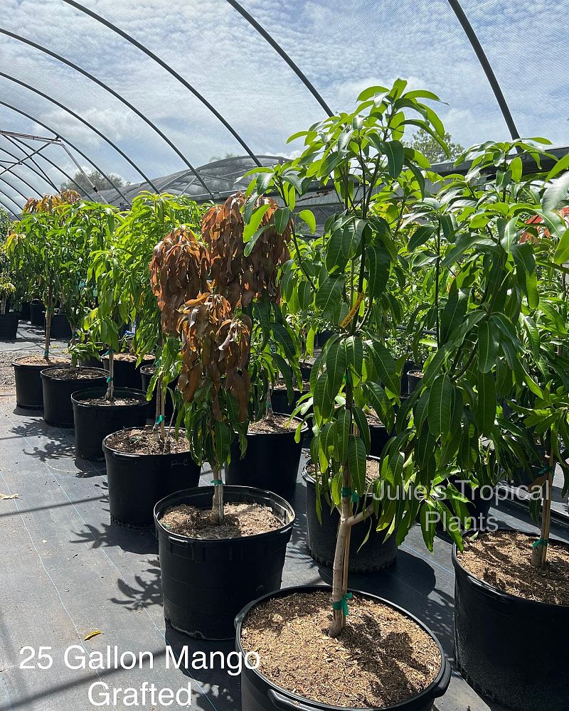 mangifera-indica-valencia-pride-mango