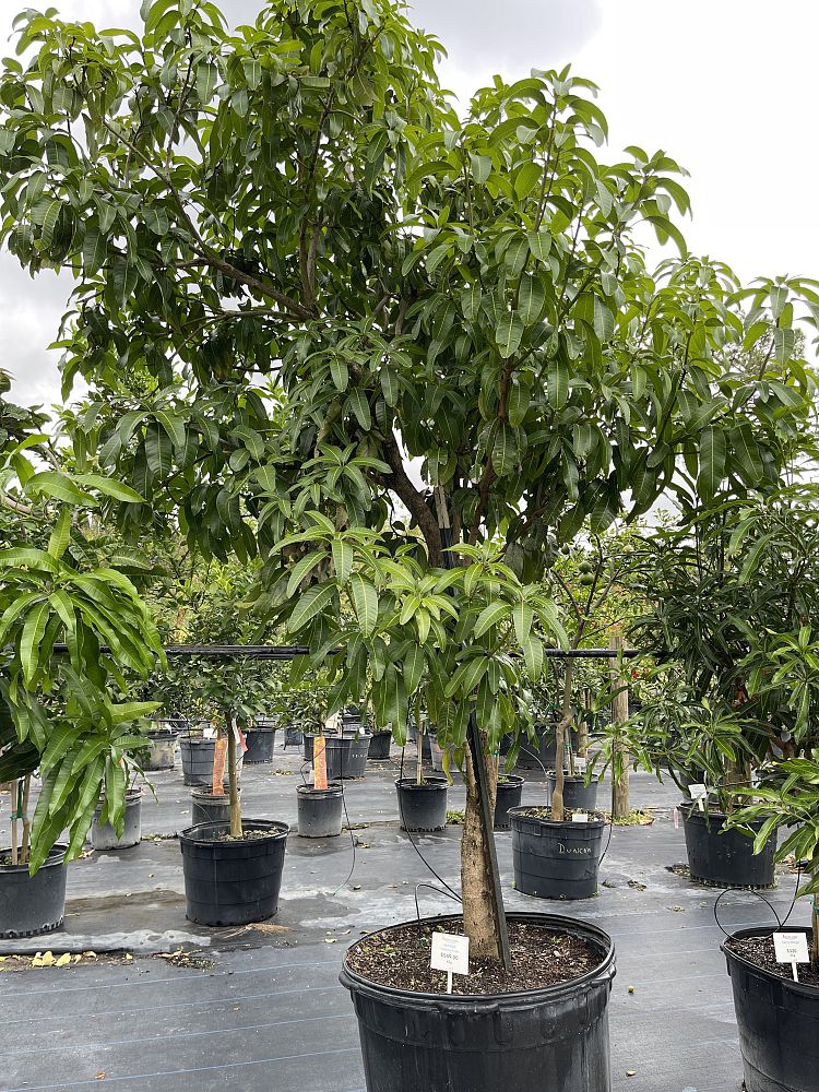 mangifera-indica-valencia-pride-mango