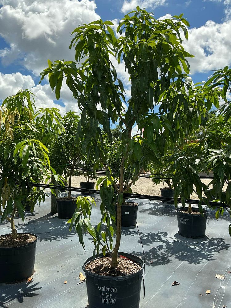mangifera-indica-valencia-pride-mango