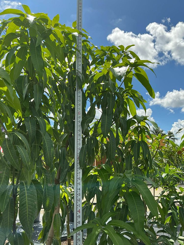 mangifera-indica-valencia-pride-mango